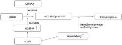 Current knowledge of thrombocytopenia in sepsis and COVID-19